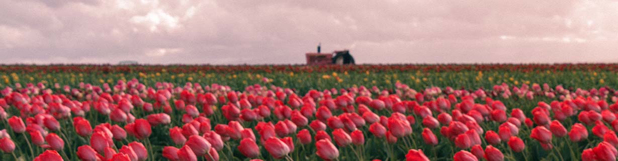 niederlande02